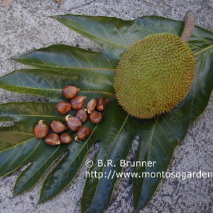 Breadnut (Artocarpus camansi) seeds