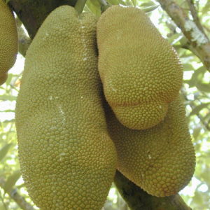 Jackfruit (Artocarpus heterophyllus)