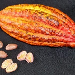 'Claiborne' Criollo Cacao