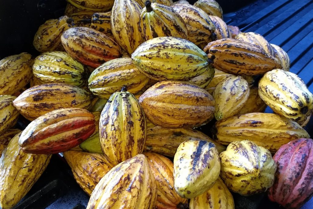 Cacao fruits - Theobroma cacao