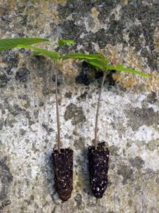 Cacao Plugs Ready to Transplant