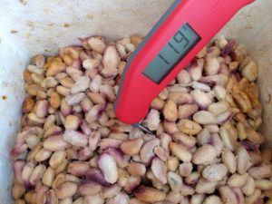 Checking Temperature in Fermenting Cacao