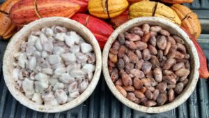 Fresh and Fermented Cacao Beans