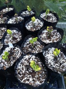 Germinating Cacao Seeds in Growbags