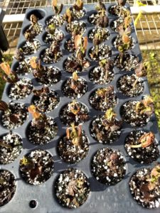 Germinating Cacao Seeds in Tray