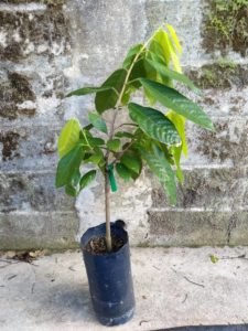 Grafted Cacao Tree Ready for Field Planting