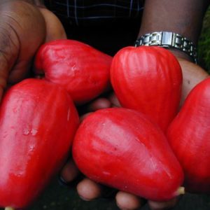 Malay Apple (Syzygium malaccense) 'Kingston'