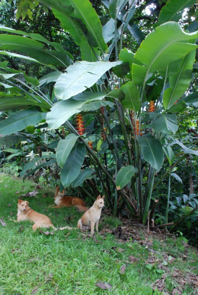 Heliconia caribaea 'Flash'