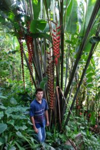 Heliconia excelsa