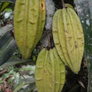 Mountain Cocoa (Herrania mariae)