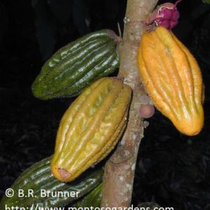 Wild Colombian Cacao (Herrania umbratica)