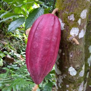 Large Rounded Trinitario Cacao Fruit