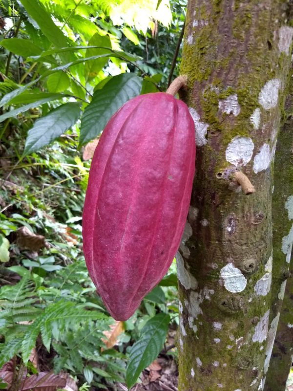 Large Rounded Trinitario Cacao Fruit