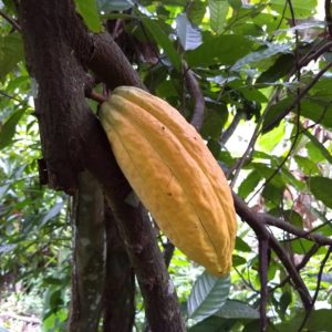 Long Ribbed Trinitario Cacao Fruit