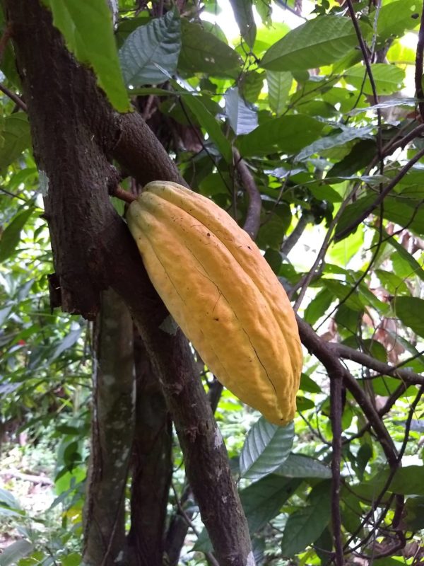 Long Ribbed Trinitario Cacao Fruit