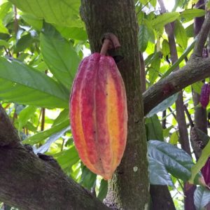 Medium Red Trinitario Cacao Fruit