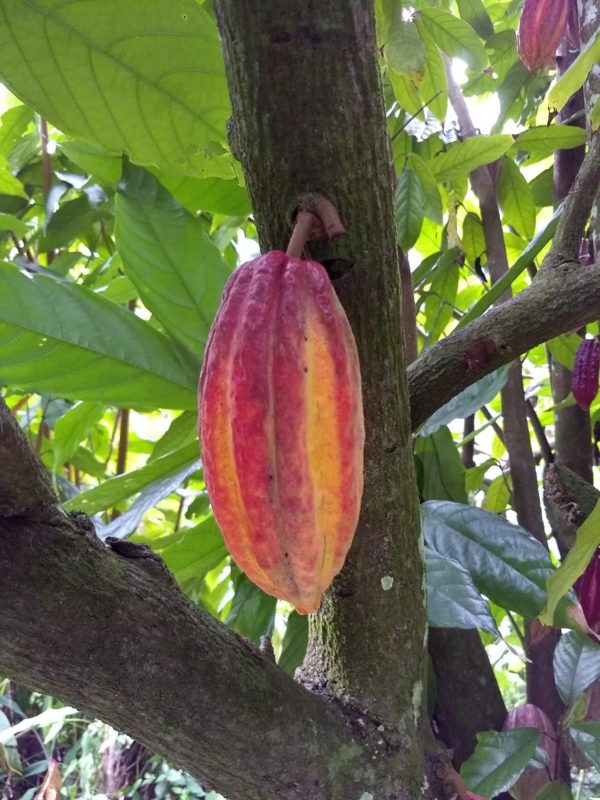 Medium Red Trinitario Cacao Fruit