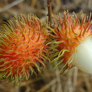 Rambutan (Nephelium lappaceum)