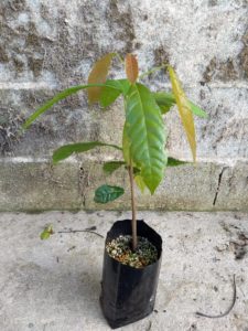 One Year Old Cacao Tree in a Growbag
