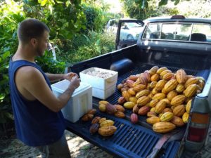 Opening Cacao Pods