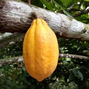 Small Yellow Forastero Cacao Fruit