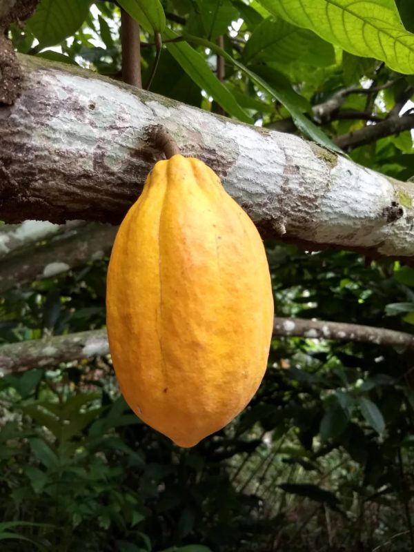 Small Yellow Forastero Cacao Fruit