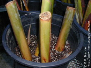 Heliconia rhizomes planted in a pot