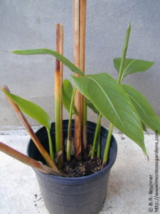 Heliconia shoots emerging from rhizomes