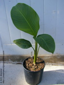 Heliconia plant ready for transplanting