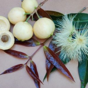 Rose apple (Syzygium jambos)