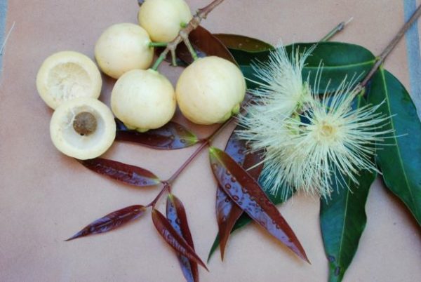 Rose apple (Syzygium jambos)