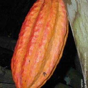 Trinitario Cacao (Theobroma cacao)
