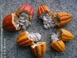 Fresh Cacao Pods