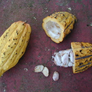 Criollo Cacao Fruit