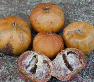 Spanish Tamarind (Vangueria madagascariensis)