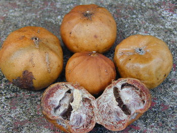 Spanish Tamarind (Vangueria madagascariensis)